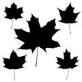 Set of vector black maple leaves outline Royalty Free Stock Photo