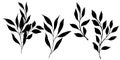 Set of vector black silhouette with flower, leaves and branch. Elegant art for decoration. hand drawing monochrome Royalty Free Stock Photo