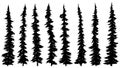 Set of silhouettes of thin tall firs.