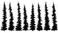 Set of silhouettes of thin tall firs.