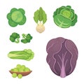 Set vector Cabbage and Lettuce. Vegetable green broccoli, kohlrabi