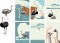 set of vector cards with ostriches, doodles.