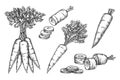 Set vector carrot sketches. Isolated vegetable