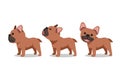 Set of vector cartoon character brown french bulldog