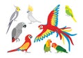 Set of vector cartoon colorful parrots in different poses. Royalty Free Stock Photo