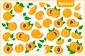 Set of vector cartoon illustrations with Apricot exotic fruits, flowers and leaves isolated on white background