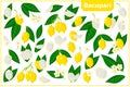 Set of vector cartoon illustrations with Bacupari exotic fruits, flowers and leaves isolated on white background