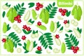 Set of vector cartoon illustrations with Bilimbi exotic fruits, flowers and leaves isolated on white background Royalty Free Stock Photo