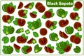 Set of vector cartoon illustrations with Black Sapote exotic fruits, flowers and leaves isolated on white background