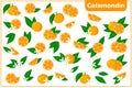 Set of vector cartoon illustrations with Calamondin exotic fruits, flowers and leaves isolated on white background