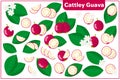 Set of vector cartoon illustrations with Cattley guava exotic fruits, flowers and leaves isolated on white background Royalty Free Stock Photo