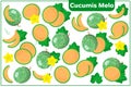Set of vector cartoon illustrations with Cucumis melo exotic fruits, flowers and leaves isolated on white background Royalty Free Stock Photo