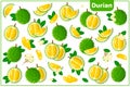 Set of vector cartoon illustrations with Durian exotic fruits, flowers and leaves isolated on white background