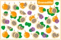 Set of vector cartoon illustrations with Granadilla exotic fruits, flowers and leaves isolated on white background