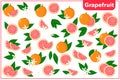 Set of vector cartoon illustrations with Grapefruit exotic fruits, flowers and leaves isolated on white background Royalty Free Stock Photo