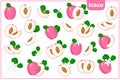 Set of vector cartoon illustrations with Icaco exotic fruits, flowers and leaves isolated on white background Royalty Free Stock Photo