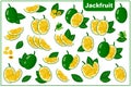 Set of vector cartoon illustrations with Jackfruit exotic fruits, flowers and leaves isolated on white background