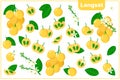 Set of vector cartoon illustrations with Langsat exotic fruits, flowers and leaves isolated on white background