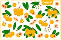 Set of vector cartoon illustrations with Loquat exotic fruits, flowers and leaves isolated on white background
