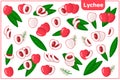 Set of vector cartoon illustrations with Lychee exotic fruits, flowers and leaves isolated on white background Royalty Free Stock Photo