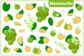 Set of vector cartoon illustrations with Mamoncillo exotic fruits, flowers and leaves isolated on white background
