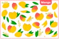 Set of vector cartoon illustrations with Mango exotic fruits, flowers and leaves isolated on white background