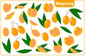 Set of vector cartoon illustrations with Maprang exotic fruits and leaves isolated on white background