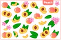Set of vector cartoon illustrations with Peach exotic fruits, flowers and leaves isolated on white background Royalty Free Stock Photo