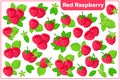 Set of vector cartoon illustrations with Red Raspberry exotic fruits isolated on white background Royalty Free Stock Photo