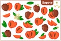 Set of vector cartoon illustrations with Sapote exotic fruits, flowers and leaves isolated on white background