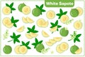 Set of vector cartoon illustrations with White Sapote exotic fruits, flowers and leaves isolated on white background