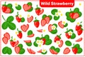 Set of vector cartoon illustrations with Wild Strawberry exotic fruits, flowers and leaves isolated on white background Royalty Free Stock Photo