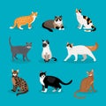 Set of vector cats Royalty Free Stock Photo