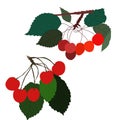 Set of 2 vector cherries