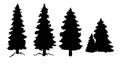 Set of vector Christmas tree silhouettes, traced outline, detailed silhouette of fir trees. Pine trees, conifers