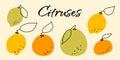 Set of vector citruses. Doodle illustration with lime, lemon, orange, tangerine, pomelo Royalty Free Stock Photo