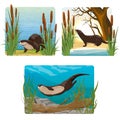 A set of vector compositions with realistic river otter in its habitat. The river otter swims in the water, stands on the shore an