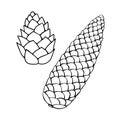 Set of vector contour pine and fir spruce cones in doodle style. Hand drawn outline illustration, clipart, isolated Royalty Free Stock Photo