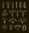 Set of vector different types of inflorescence