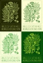 Set of vector drawing ANGELICA SATIVA MILL in various colors. The Latin name is ARCHANGELICA OFFICINALIS HOFFM.