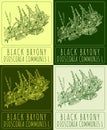 Set of vector drawing BLACK BRYONY in various colors. Hand drawn illustration. The Latin name is DIOSCOREA COMMUNIS L.