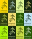 Set of vector drawing of BLACKBERRY NIGHTSHADE in various colors. Hand drawn illustration. Latin name SOLANUM NIGRUM L