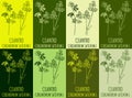 Set of vector drawing CILANTRO in various colors. Hand drawn illustration. The Latin name is CORIANDRUM SATIVUM L