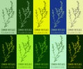Set of vector drawing COMMON KNOTGRASS in various colors. Drawn illustration. The Latin name is POLYGONUM AVICULARE L