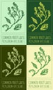 Set of vector drawing COMMON KNOTGRASS in various colors. The Latin name is POLYGONUM AVICULARE L.