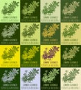Set of vector drawing of COMMON SILVERWEED in various colors. Hand drawn illustration. Latin name POTENTILLA ANSERINA L