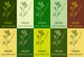 Set of vector drawing FENUGREEK in various colors. Hand drawn illustration. The Latin is TRIGONELLA FOENUM-GRAECUM L