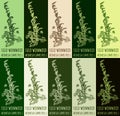 Set of vector drawing of FIELD WORMWOOD in various colors. Hand drawn illustration. Latin name ARTEMISIA CAMPESTRIS L