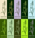 Set of vector drawing FRAGRANT ORCHID in various colors. Hand drawn illustration. The Latin name is GYMNADENIA CONOPSEA L