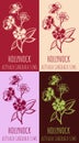 Set of vector drawing of HOLLYHOCK in various colors. Hand drawn illustration. Latin name ALTHAEA CARIBAEA